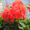 Zonal Geranium