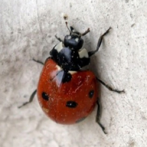 Spotting Image 1
