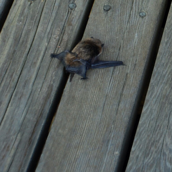 Spotting Image 1