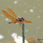 Amberwing