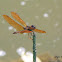 Amberwing