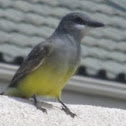 Western Kingbird