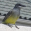 Western Kingbird