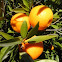 Mandarino. Mandarin orange