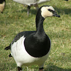 Barnacle goose