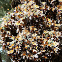 Monarch butterfly