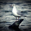 Mediterranean Gull