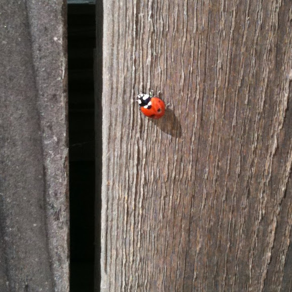 Spotting Image 1