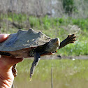 False Map Turtle