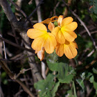 Firecracker Flower