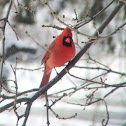 Northern Cardinal