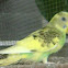 Budgerigar