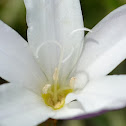 Harlequin Flower