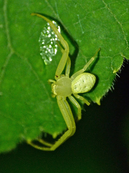 Spotting Image 1