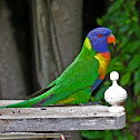 Rainbow Lorikeet