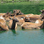 Ellipsen Waterbuck