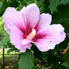 Rose of Sharon
