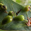 Braconid wasp