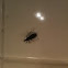 Assassin Bug