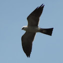 Mississippi Kite