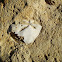 Sea urchin, Sanddollar