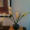Gladiolus