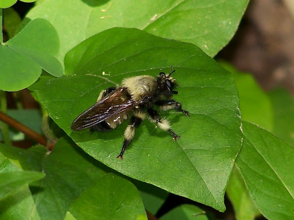 Spotting Image 1
