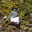 Pine White Butterfly