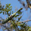 Mantis religiosa