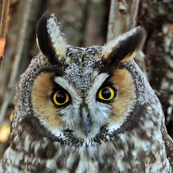 Long Eared Owl, Buho chico (Spanish) or Hibou moyenduc (French