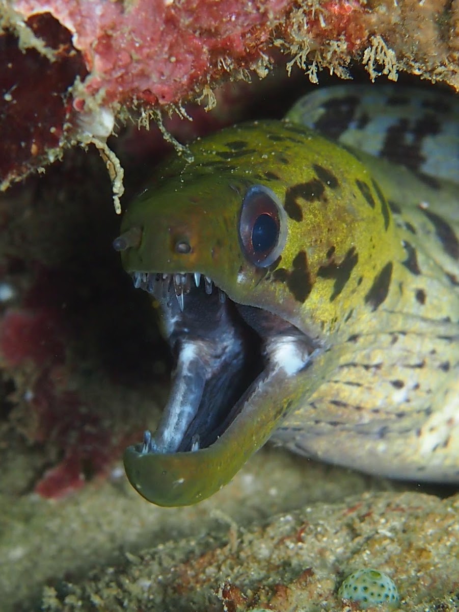 Fimbriated Moray Eel