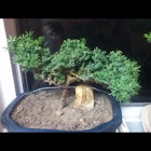 Bonsai Juniper Tree