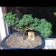 Bonsai Juniper Tree