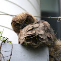 Great Horned Owl - Fledgling