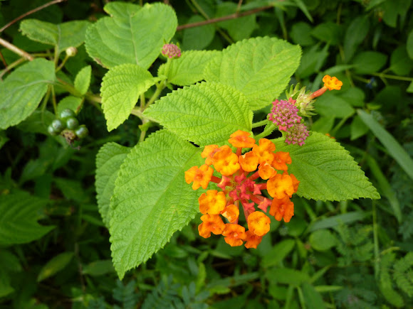 Spotting Image 1