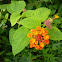 Lantana