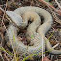 water moccasin - cottonmouth
