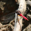 Fiery Skimmer Dragonfly