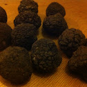 Black Truffle