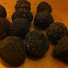 Black Truffle
