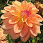 Dahlias