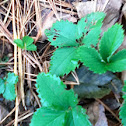 Strawberry Plant