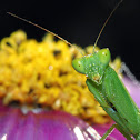 Praying Mantis