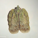 Flatid Planthopper