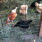 Chickens