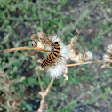 Cinnabar caterpillar
