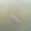 Striped Dolphin