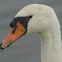 Mute Swan