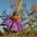 Western honey bee