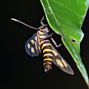 Wasp moth